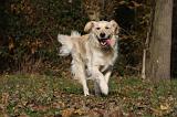 GOLDEN RETRIEVER 822
